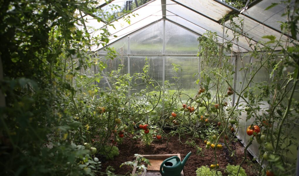 wnętrze małej szklarni, pomidory, sałata oraz zielona konewka